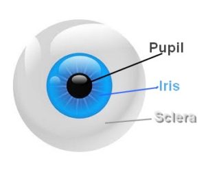 in de tussentijd Kustlijn Latijns Iris contactlenzen bij oculair albinisme en lenzen bij nystagmus.