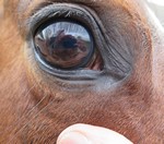 Donkere kleurlens in een paardenoog.