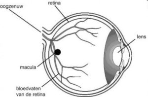 Schematisch oog met de ooglens